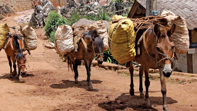Ponies-produce-Thailand.jpg
