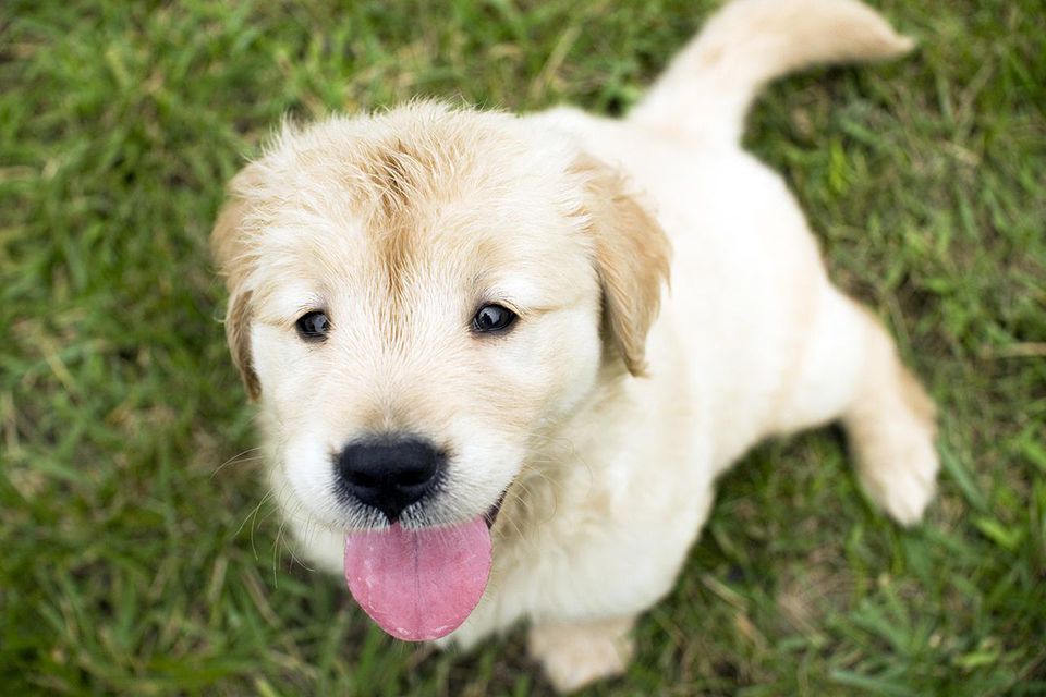 poop-pup-resized-56a7a35f3df78cf77297cacf.jpg