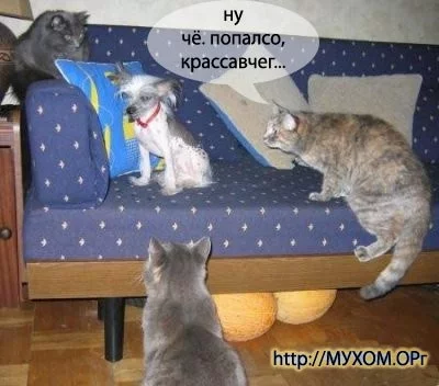 popalso.webp