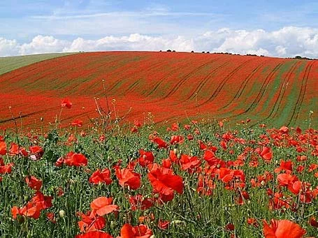 Poppies%2Bin%2BBelgian%2Bfield.webp