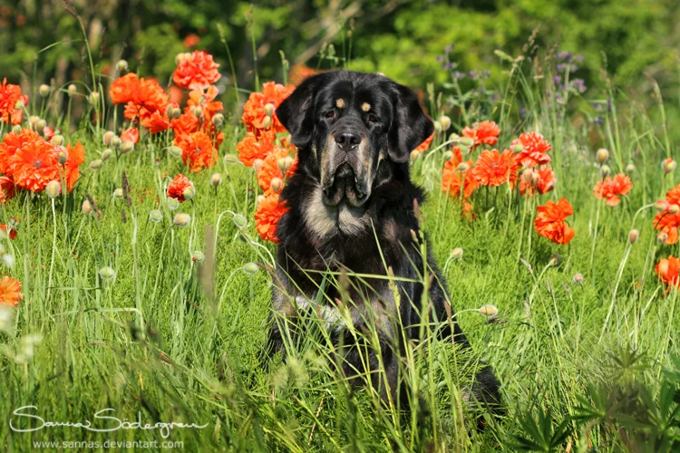 poppy_flower_prince_by_sannas-d3hltoa.webp