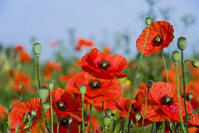 poppyfield.webp