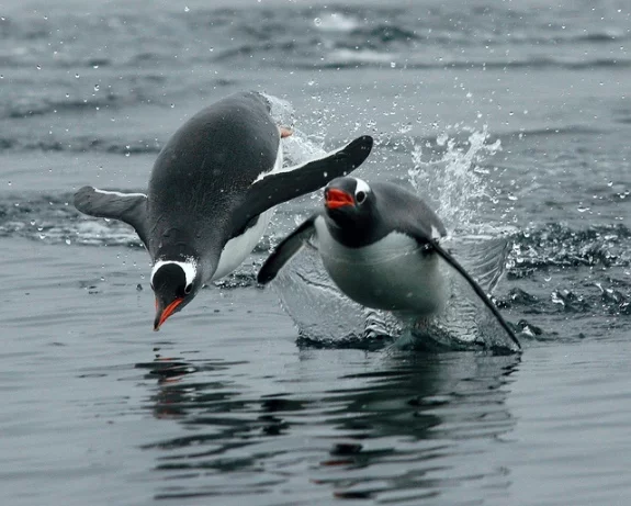 porpoising-penguins.webp