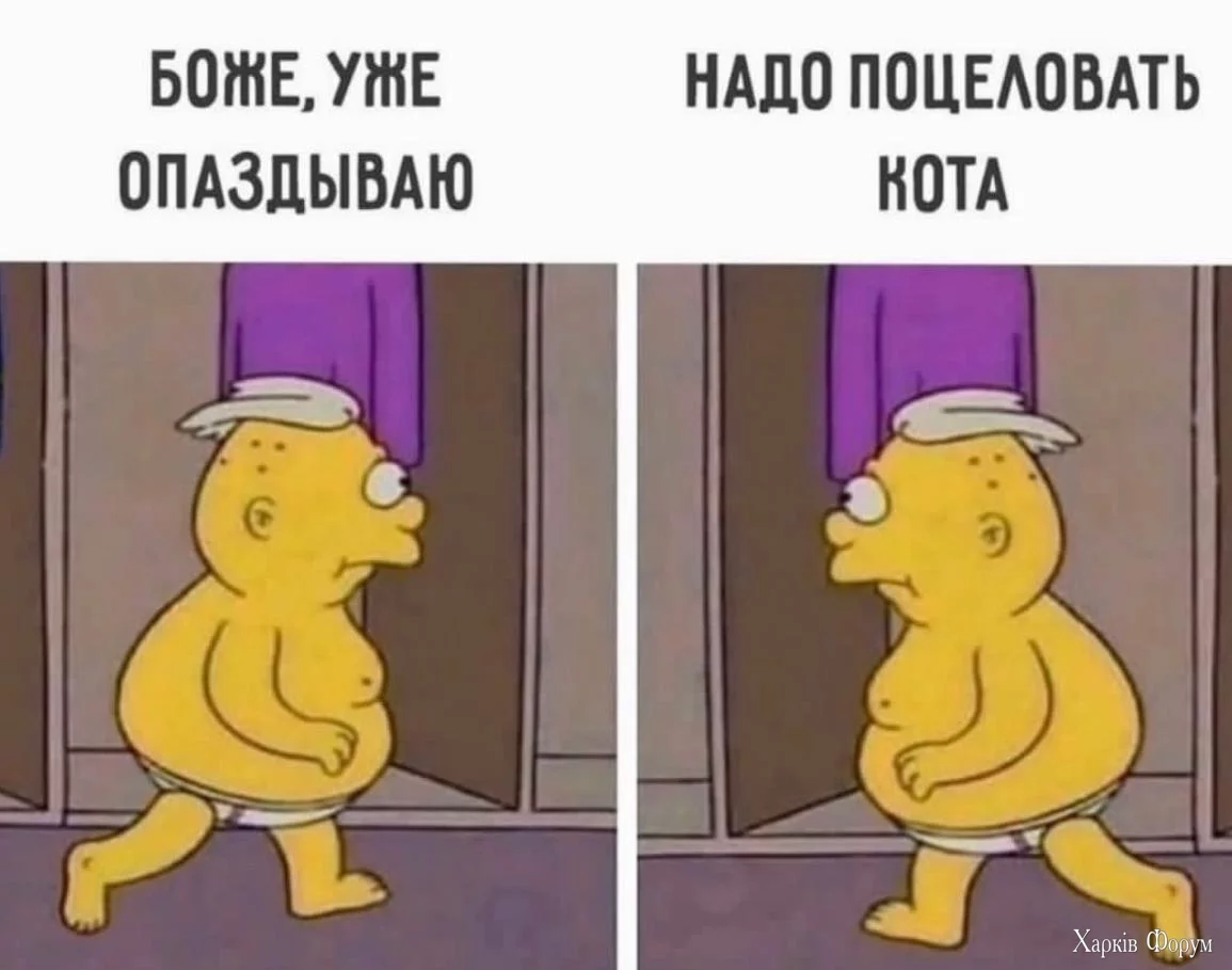  поцеловать кота.webp