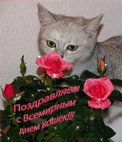 Pozdravlyaem-so-vsemirnim-dnem-koshek-1.webp