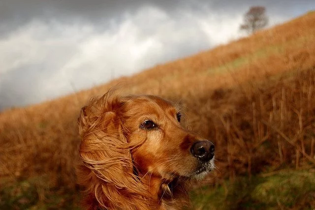 Pretty-dog.webp
