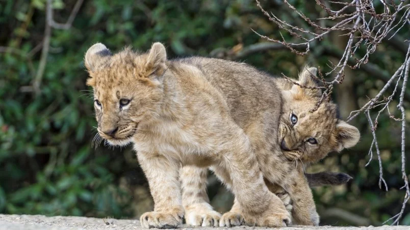 preview_lion-cubs-playing.webp
