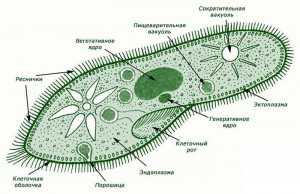 prosteyshie-300x194.jpg