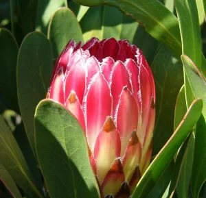 protea.webp