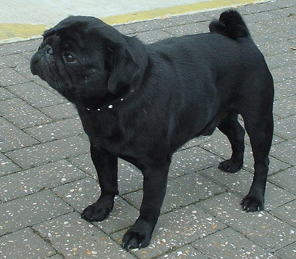 Pug_black_600.jpg