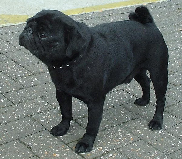 Pug_black_600.webp
