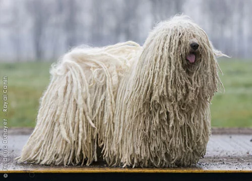 puli.webp