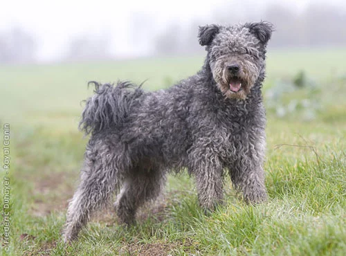 pumi.webp