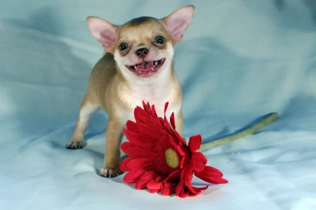 pup911.webp
