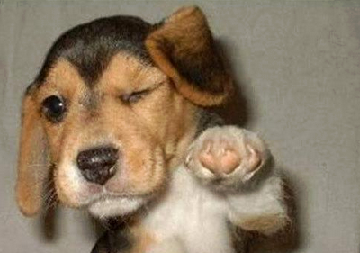 puppies%2Band%2Bdogs%2Brock.png