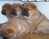 puppies1-tn.webp