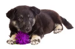 puppy-flower-21926102.webp