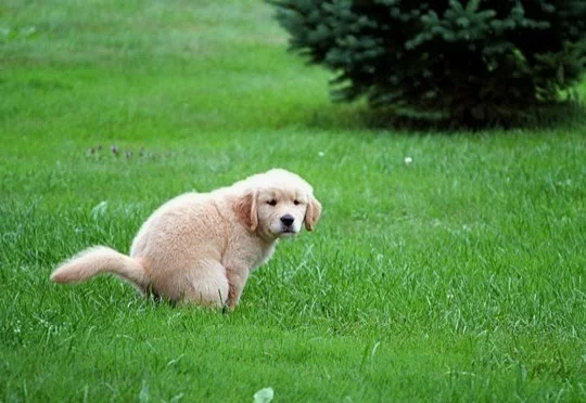 puppy_pooping.webp