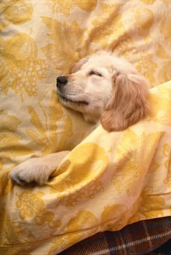 puppy_sleeping_under_covers.webp