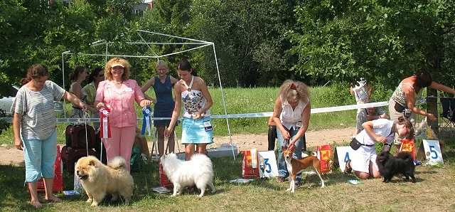 puppyBISs.webp