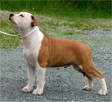 PuppyMaleBok.webp