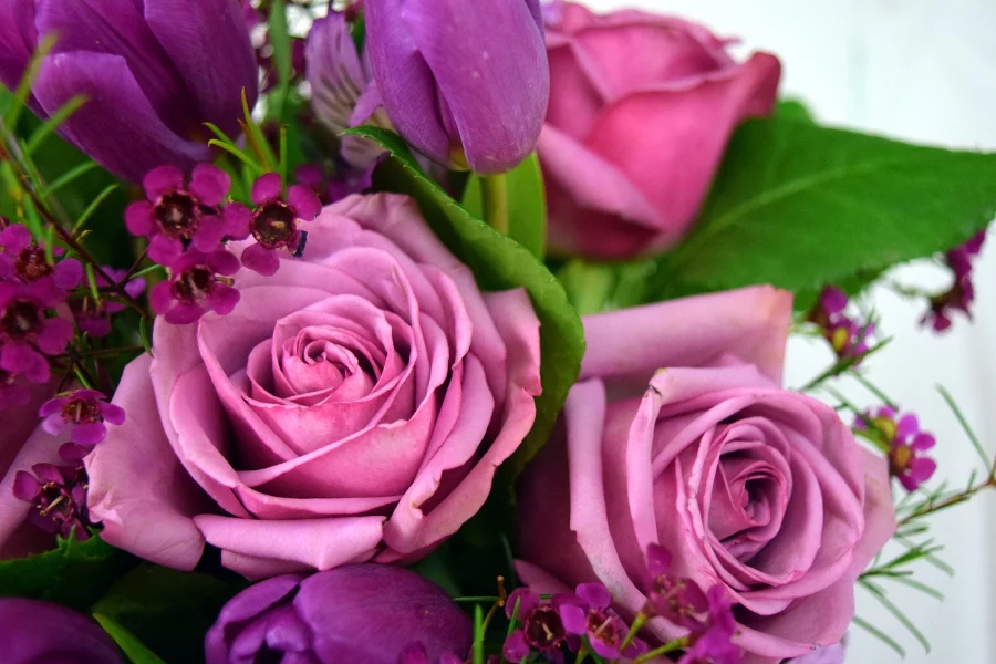 purple-roses.webp