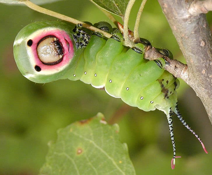 puss_moth6.jpg