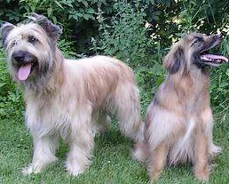 Pyrenean-sheepdog1.webp