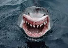 Q4DrfQspCvaWSZBu6LgqH8t7kdVWOPjATlJsKtMGtN0EO9jEdl.webp