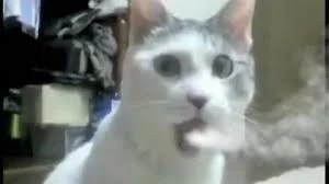 QB-C-ykrAIaqlAygFtmdOOXKicwqo-5NmlW7VfruvDwIot6qiy.webp