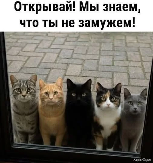 qcUPu2YdJiPm7ds&_nc_zt=23&_nc_ht=scontent.fiev28-1.webp