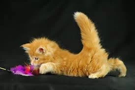 QdNPVvbdgWqE-hhveBj9mO7GlC-qcbYe9SjnhSStcknUsfbYPw.webp