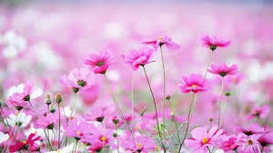 Qe3O0dNVhwM3yOYqwnyPRa468ayhXIel1XeXNqSa87Fb__vYiX.webp