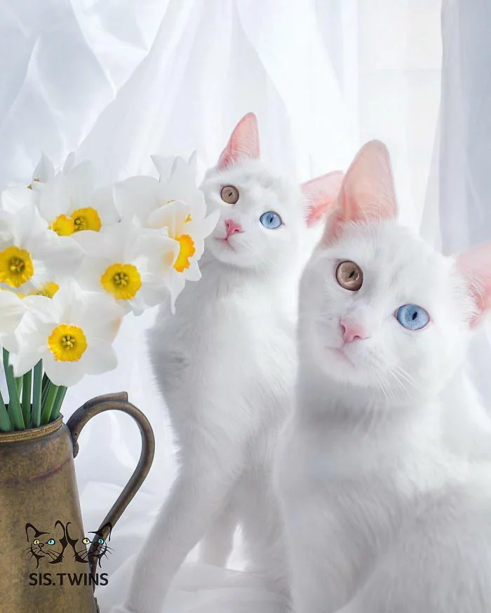 QiL_vtXzMJk.webp