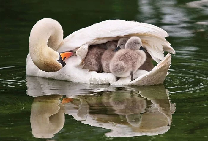 QlNnp338ZIM.webp