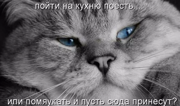 qQfe1400hck.webp
