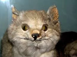 QQQNs_rBCQD8xnvAA4phXWobiV4Z-wl_DBhqj6PvTIgoh9HCy6.webp