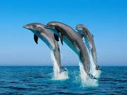 R3XepFGhqSO8Bi9obGa4nEnNgdvzaCxd_Czc55559zZNiCpzp6.webp