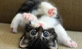 R9UpDc8eBhbWs-l67Z0rHhTVyGYRMweemWyRRUM6BYB8pCOKAw.webp