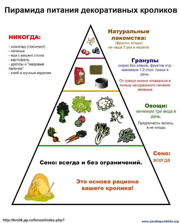 Rabbit_Food_Pyramid_ru.webp
