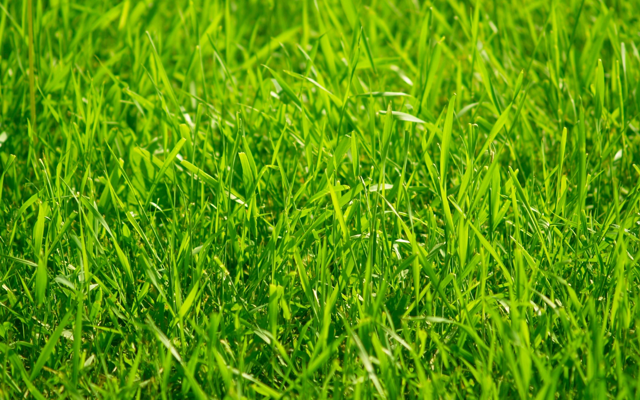 rabstol_net_grass_18.webp