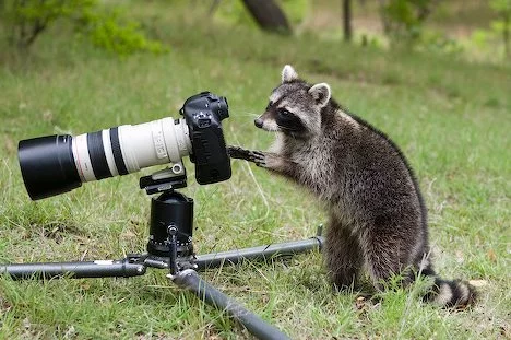 racoon-photo.webp