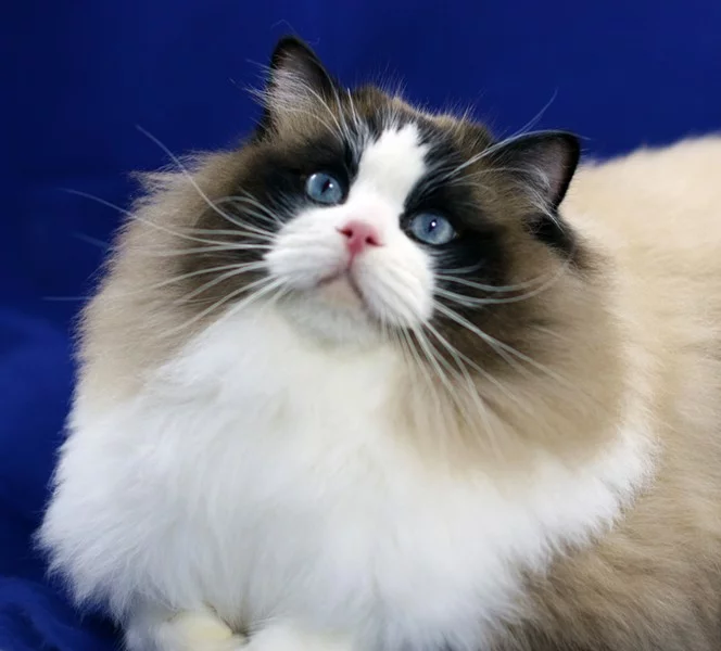 Ragdoll_Cat.webp