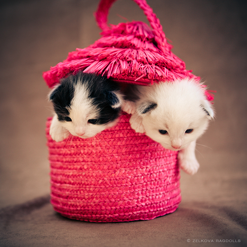 ragdoll_kittens_by_venomxbaby-d4jq3vq_large.jpg