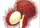 rambutan100x140.webp