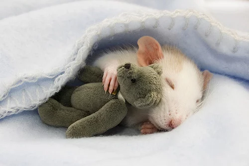rats_01.webp
