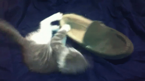 raw.gif