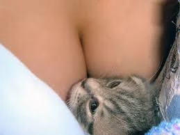 RbvSnr33VLkgDgKJ6BZg1Cgqux1eeWcxFFJM2PTZrDNBpI8kWm.webp