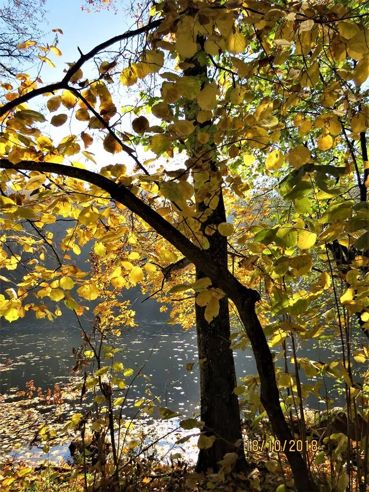 Осенняя речка Тростянец 2.jpg