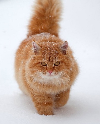 red-cat.jpg